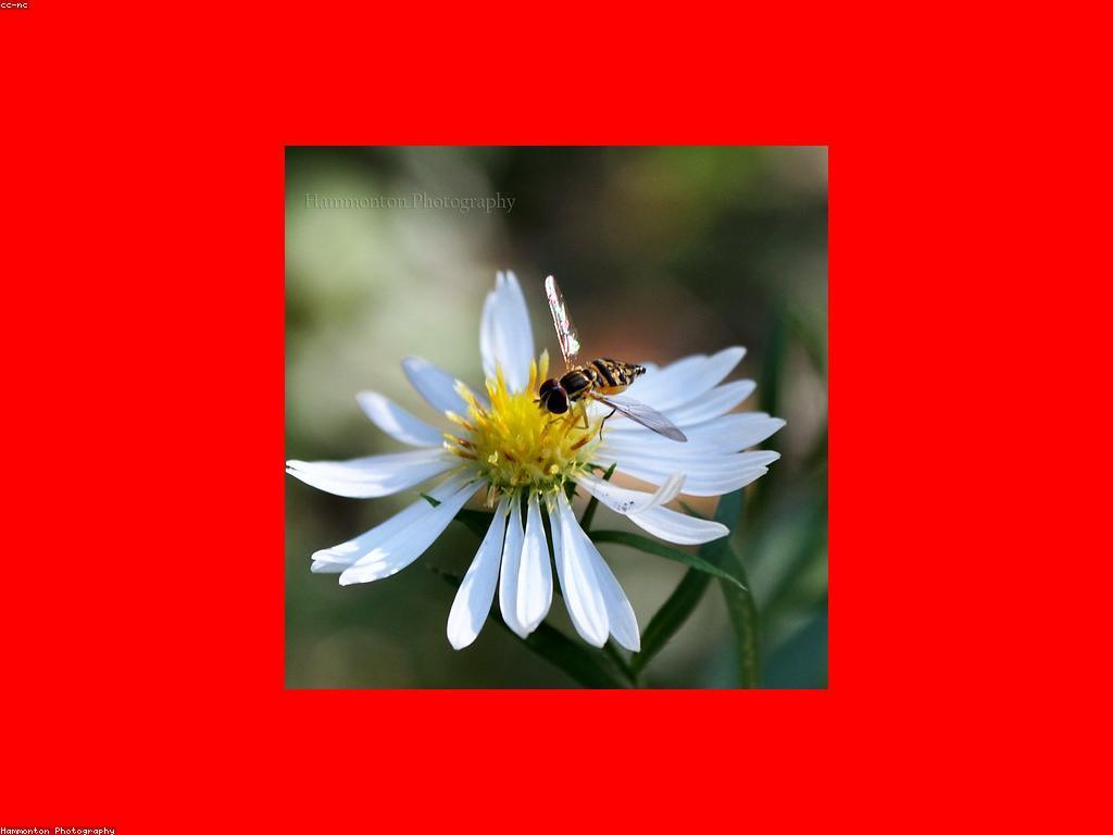 ការពិតនៃរង្វាន់៖ ការប្រែប្រួលនៃរង្វាន់ក្នុងជីវិត