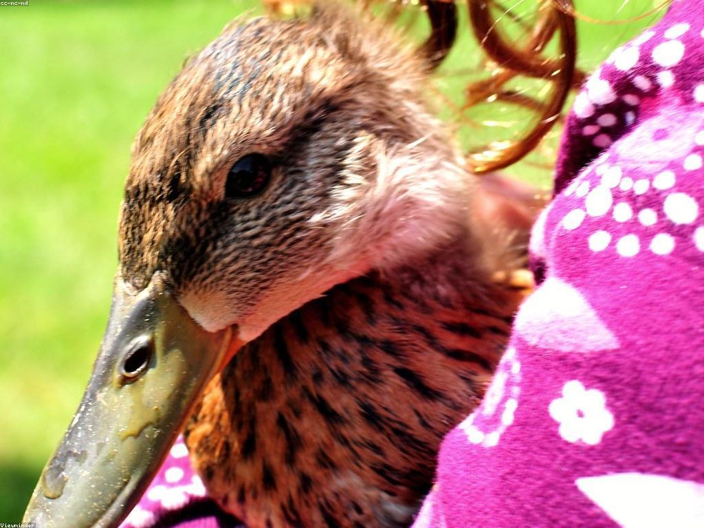 ការពិតនៃរង្វាន់: ការយល់ដឹងអំពីរង្វាន់